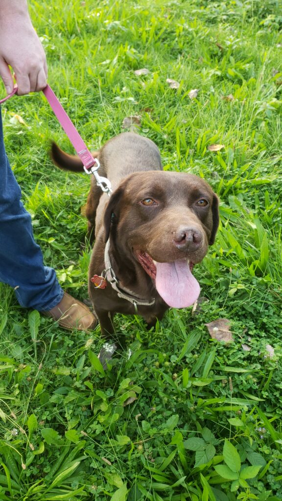 Chocolate Lab rescue dog meeting his adopter for the first time on leash in a grassy Ohio field