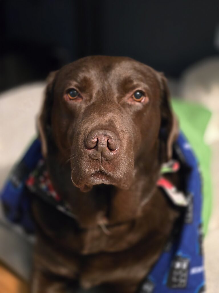 Close-up portrait of a chocolate Lab rescue dog wrapped in a cozy blanket, taken in 2025