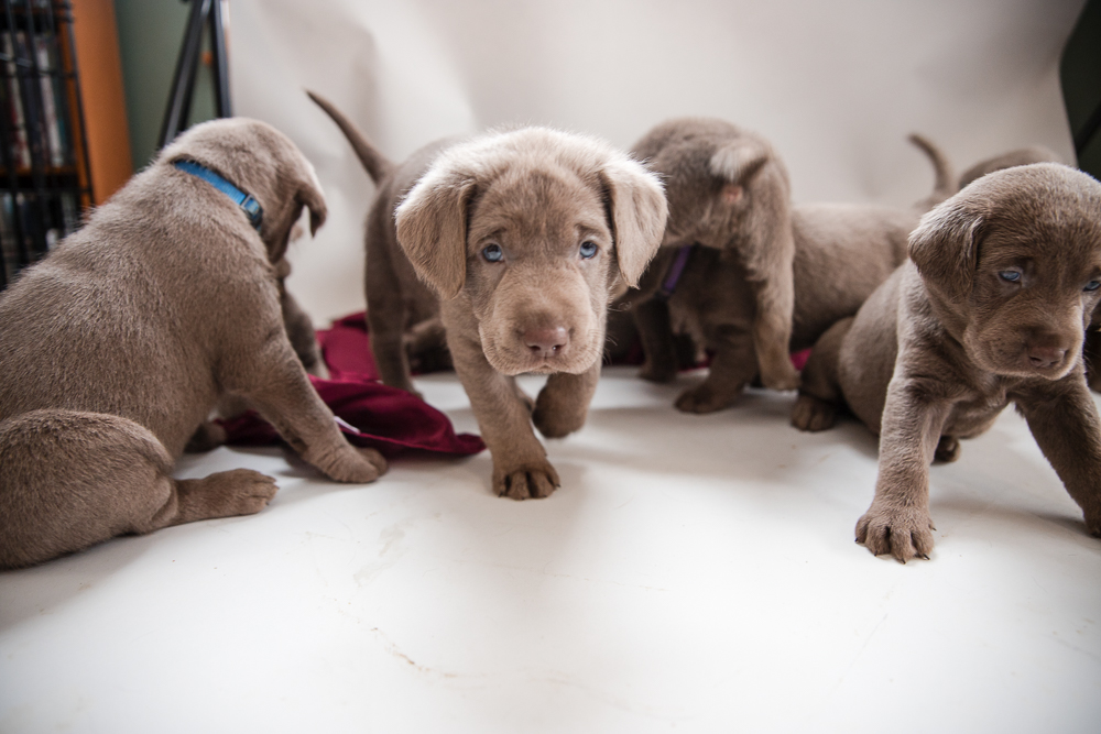 Group of 5-week-old chocolate Lab puppies from a rescue litter during their first professional photo session